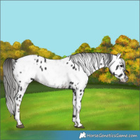 Horse Color:White Spotted Black Appaloosa  and Gray Liver Chestnut Appaloosa 