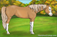 Horse Color:Palomino Splash 
