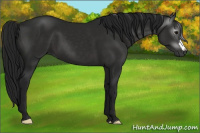 Horse Color:Gray Black 