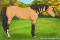 Horse Color:Buckskin Sabino 