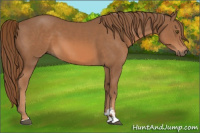 Horse Color:Chestnut Sabino 