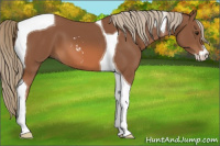 Horse Color:Chestnut Sabino Tobiano 