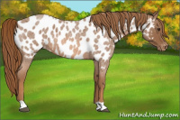 Horse Color:Red Roan Appaloosa 