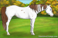 Horse Color:Red Roan Splash Fewspot 