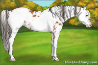 Horse Color:Bay Sabino Appaloosa