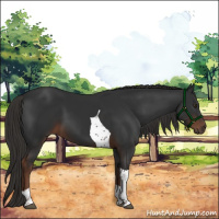 Horse Color:Liver Chestnut Tobiano 