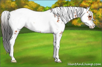 Horse Color:Bay Sabino Appaloosa 