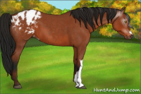 Horse Color:Gray Bay Roan Appaloosa 