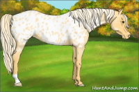 Horse Color:Palomino Roan Appaloosa 