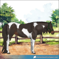 Horse Color:Liver Chestnut Tobiano 