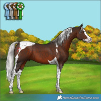 Horse Color:Silver Brown Splash Tobiano 
