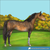 Horse Color:Buckskin Tobiano Rabicano 