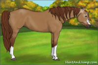 Horse Color:Gray Red Dun 