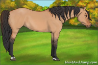Horse Color:Bay Dun