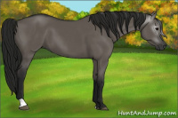 Horse Color:Gray Grullo 