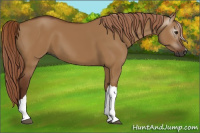 Horse Color:Gray Red Dun 