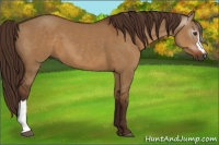 Horse Color:Gray Red Dun 