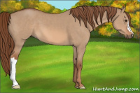 Horse Color:Red Dun 