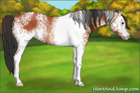 Horse Color:White Spotted Bay Rabicano 