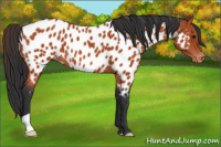 Horse Color:Bay Appaloosa