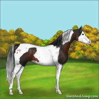 Horse Color:Brown Splash Tobiano 