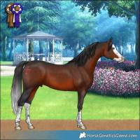 Horse Color:Brown Splash