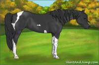 Horse Color:Black Tobiano 