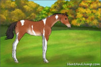 Horse Color:Bay Tobiano Rabicano 