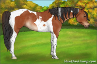 Horse Color:Bay Tobiano Rabicano 