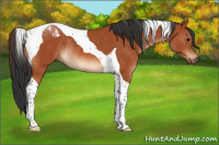 Horse Color:Bay Tobiano Rabicano 