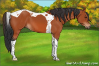 Horse Color:Bay Tobiano 