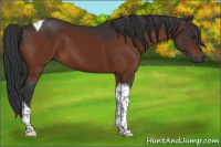 Horse Color:Brown Tobiano 