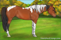 Horse Color:Bay Tobiano 
