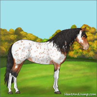 Horse Color:Bay Tobiano Appaloosa Rabicano