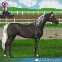 Horse Color:Liver Chestnut Mushroom 