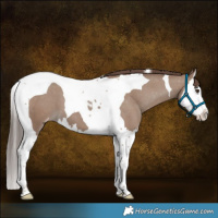 Horse Color:Classic Champagne Splash Tobiano Appaloosa 