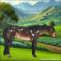 Horse Color:White Spotted Brown 