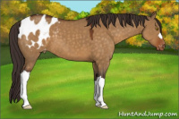 Horse Color:Buckskin Dun Appaloosa 