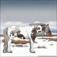 Horse Color:White Spotted Silver Brown Tobiano 