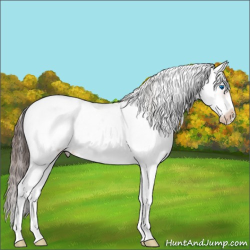 Horse Color:Bay Sabino Splash Frame Appaloosa 
