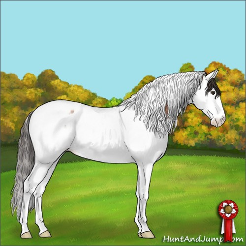 Horse Color:Bay Sabino Splash Tobiano Appaloosa Rabicano 