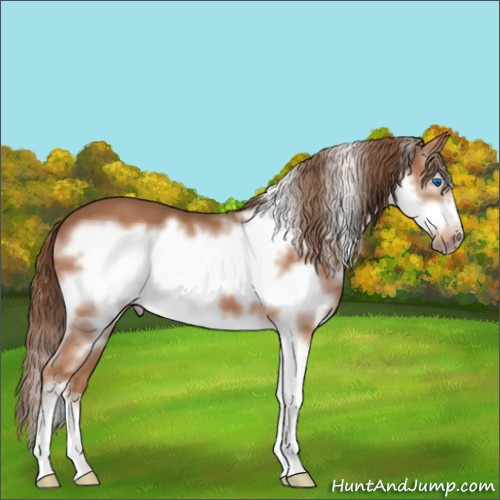 Horse Color:Liver Chestnut Sabino Splash Frame 