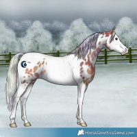 Horse Color:Nacre Silver Brown Splash Tobiano Near Leopard 