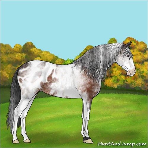 Horse Color:White Spotted Brown Appaloosa 