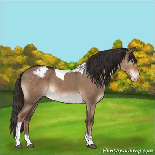 Horse Color:Liver Red Dun Sabino Tobiano Appaloosa 