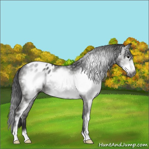 Horse Color:Gray White Spotted Black Sabino Frame Appaloosa 