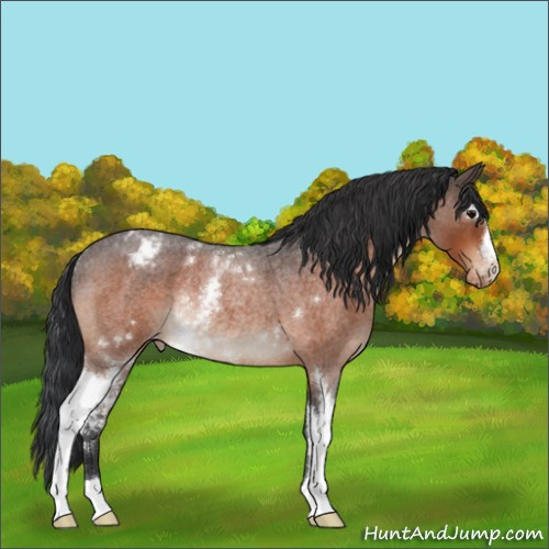 Horse Color:White Spotted Bay Roan Appaloosa Rabicano 