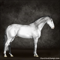 Horse Color:White Spotted Black