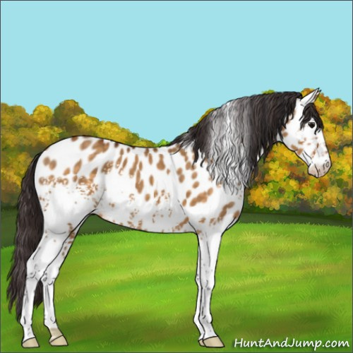 Horse Color:White Spotted Buckskin Dun Sabino Appaloosa 