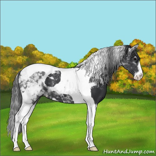 Horse Color:Black Sabino Tobiano 